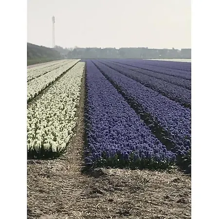 Ogentroost Comfortable *