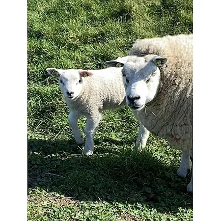 Ogentroost Comfortable Holiday home Julianadorp