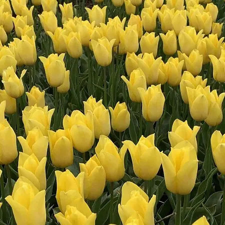 Holiday home Ogentroost Comfortable Julianadorp